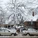 A tree fell and damaged two vehicles parked in the 500 block of N. Division St. Heavy, wet snow blanketed the city causing many tree branches to collapse under the weight.  Melanie Maxwell I AnnArbor.com